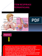 Sistem Respirasi