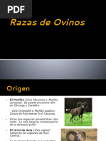 Razas Ovinos 2