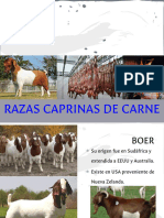 Razas de Carne Cabras