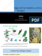 Cultivo de Hongos de La Madera y Otros Sena