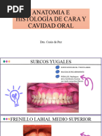 Anatomia e Histología de Cara y Cavidad Oral