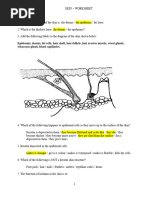 Skin Structure - Worksheet