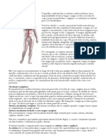 Sistema Circulatório