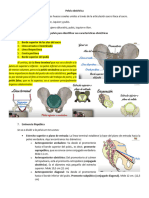 Pelvis Obstétrica