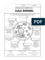 Célula Animal e Vegetal