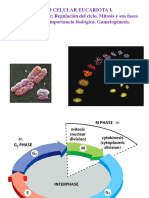 Tema 8 El Ciclo Celular Eucariota I