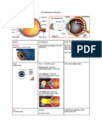 The Human Eye - Structure