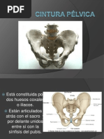 Cintura Pélvica