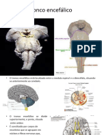 Slide Tronco Encefálico