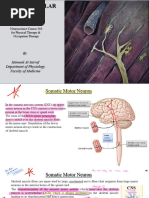 L4 NeuromuscularJunction