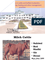 Cattle Breed