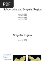 Suboccipital and Scapular Region 1125