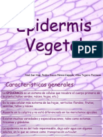 Epidermis Vegetal (2003)