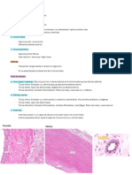 Histologia Solemne 3