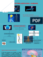 Sistema Nervioso PDF