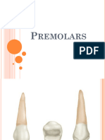 7 Upper 1st Premolar