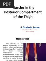 Muscles in The Posterior Compartment of The Thigh