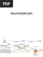 Biologia Molecular 2