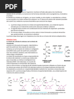 Metabolismo Del Colesterol y Cuerpos Cetonicos.