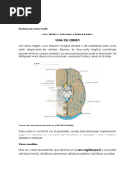 Guia Teorica Anatomia Ii Tema 8 Parte 2