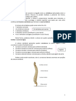 Coluna Vertebral (Osteologia)