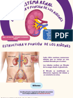 Sistema Renal