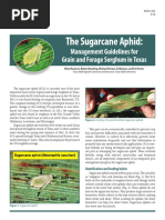 ENTO-035 Sugarcane Aphid-Management 2016