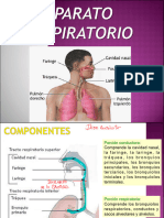 Aparato Respiratorio