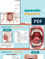 Aparato Digestivo