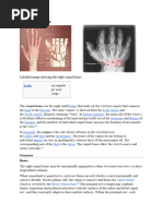 Carpal Bones Silvia