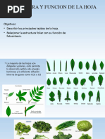 Estructura y Funcion de La Hoja