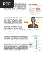 El Sistema Nervioso Está Compuesto Por Una Red de Neuronas Cuya Característica Principal Es Generar