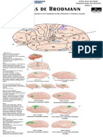  Infografia Ian Zepeda Brodmann Areas