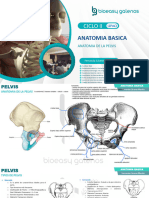 Pelvis B&G 2023-2