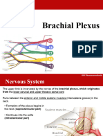 Anatomy Lecture 5 Brachial Plexus