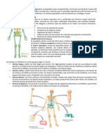 Materia Anatomía-Sisitema Óseo