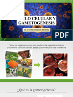 10-Teoría Ciclo Celular Gametogenesis