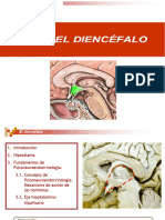 El Diencefalo