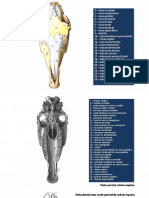 (Atlas) Anatomia de Equinos - Ossos Do Crânio