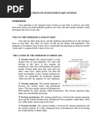 Functions of Integumentary System