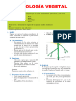 Ficha Organologia Vegetal