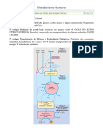 Metabolismo Humano: Ciclo de Krebs Ou Ciclo Do Ácido Cítrico