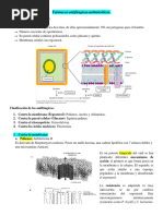 Fármacos Antifúngicos