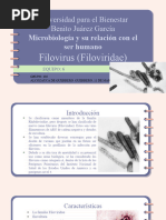 Filovirus 402