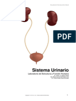 Sistema Urinario