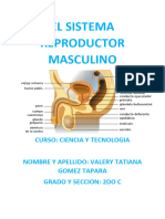 El Sistema Reproductor Masculino