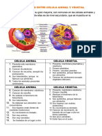 Cuadro Comparativo Celula Animal y Vegetal