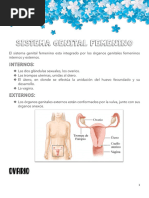 12-Sistema Genital Femenino