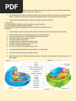 Actividades Célula 2°