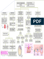 Mapa Sobre Embriogenesis Humana